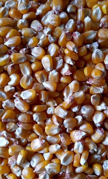 Yellow Maize Seeds